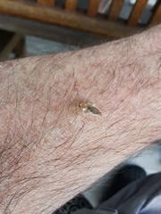Planuncus tingitanus