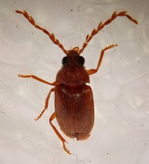 Ptilodactyla serricollis