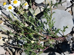 Anthemis cotula