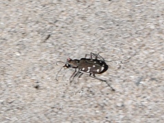 Cicindela duodecimguttata