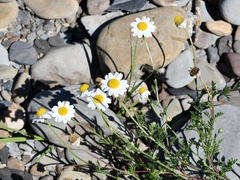 Anthemis cotula