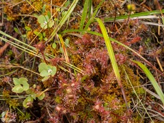 Drosera anglica