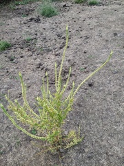 Reseda luteola