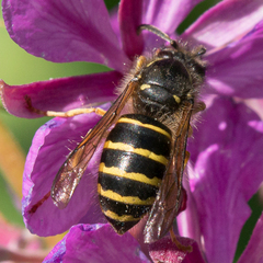 Dolichovespula norvegicoides