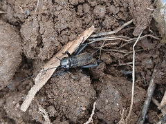 Gryllus campestris