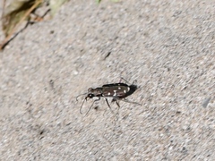 Cicindela duodecimguttata