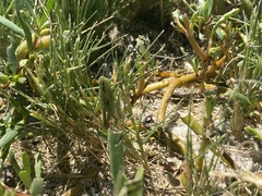 Orphulella pelidna