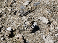 Cicindela repanda