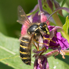 Dolichovespula norvegicoides