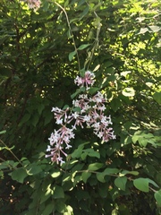 Syringa vulgaris