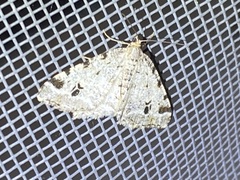 Macaria pinistrobata