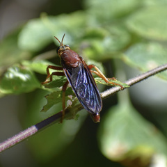 Prolepsis tristis