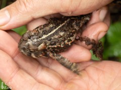 Anaxyrus boreas
