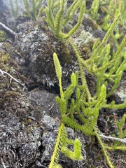 Lycopodium lagopus