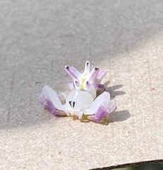 Epicadus heterogaster