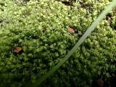 Bryopsida