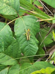 Melanoplinae