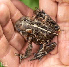 Anaxyrus boreas