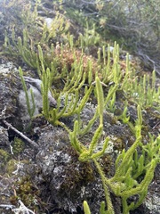 Lycopodium lagopus