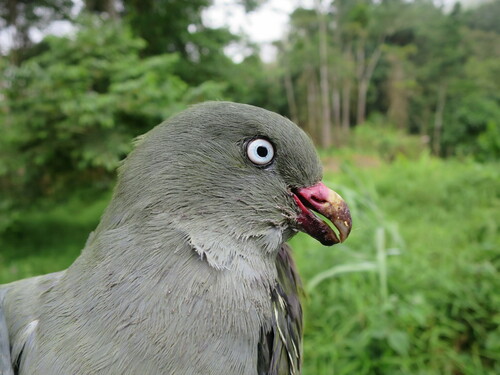 iNaturalist image