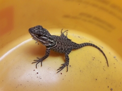 Sceloporus