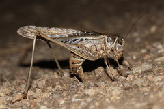 Decticus albifrons