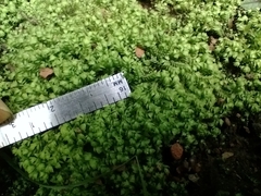 Bryopsida