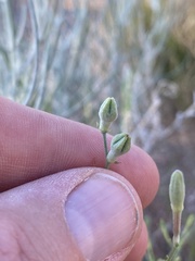 Oenothera suffrutescens