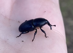 Scyphophorus acupunctatus