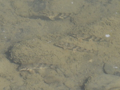 Hypentelium nigricans