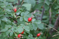 Rosa woodsii