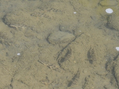 Hypentelium nigricans