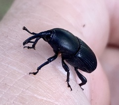 Scyphophorus acupunctatus