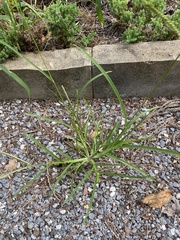 Eleusine indica