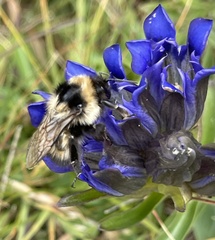 Bombus frigidus