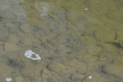 Hypentelium nigricans