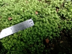 Bryopsida