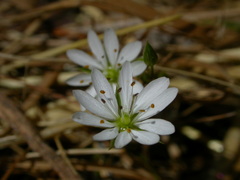 Stellaria graminea