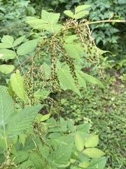 Aruncus