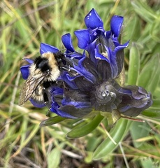 Bombus frigidus