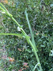 Lactuca graminifolia