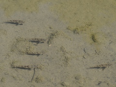 Hypentelium nigricans