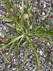 Eleusine indica