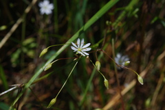 Stellaria graminea
