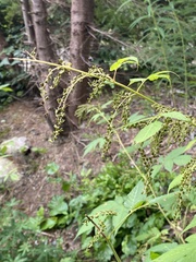 Aruncus