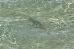 Pseudobatos productus