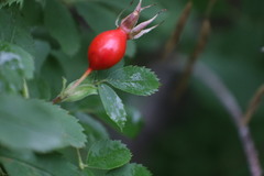 Rosa woodsii