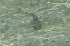 Pseudobatos productus