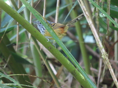 Drymophila striaticeps