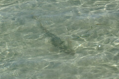 Pseudobatos productus